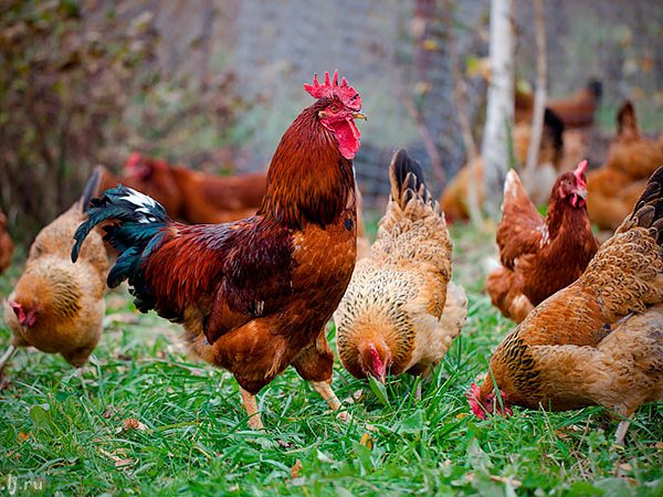 Породы куриц | ЗооТом - продажа, вязка и услуги для животных в Кореновске