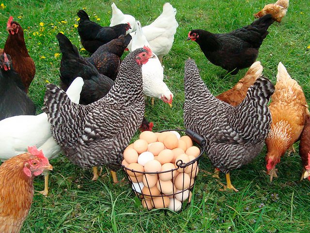 Содержание кур и уход за ними | ЗооТом - продажа, вязка и услуги для животных в Кореновске