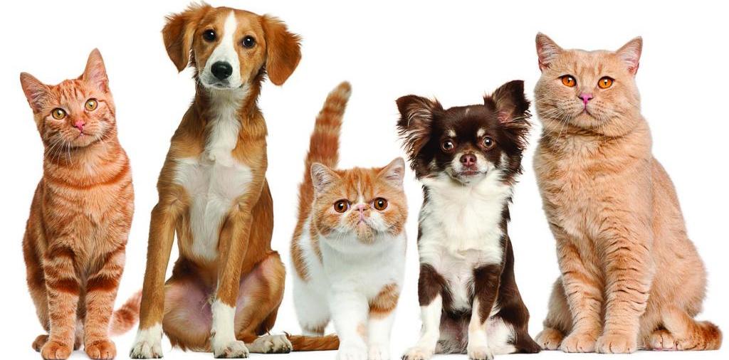 Доска объявлений о животных | ЗооТом - продажа, вязка и услуги для животных в Кореновске