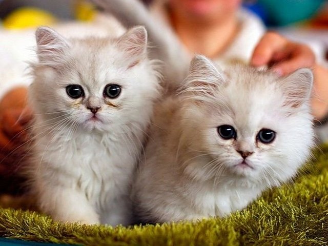 Породы кошек в Кореновске | ЗооТом портал о животных