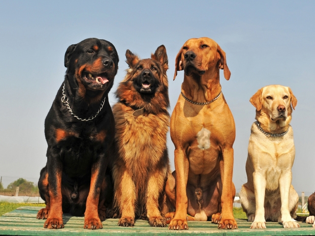 Крупные породы собак в Кореновске | ЗооТом портал о животных